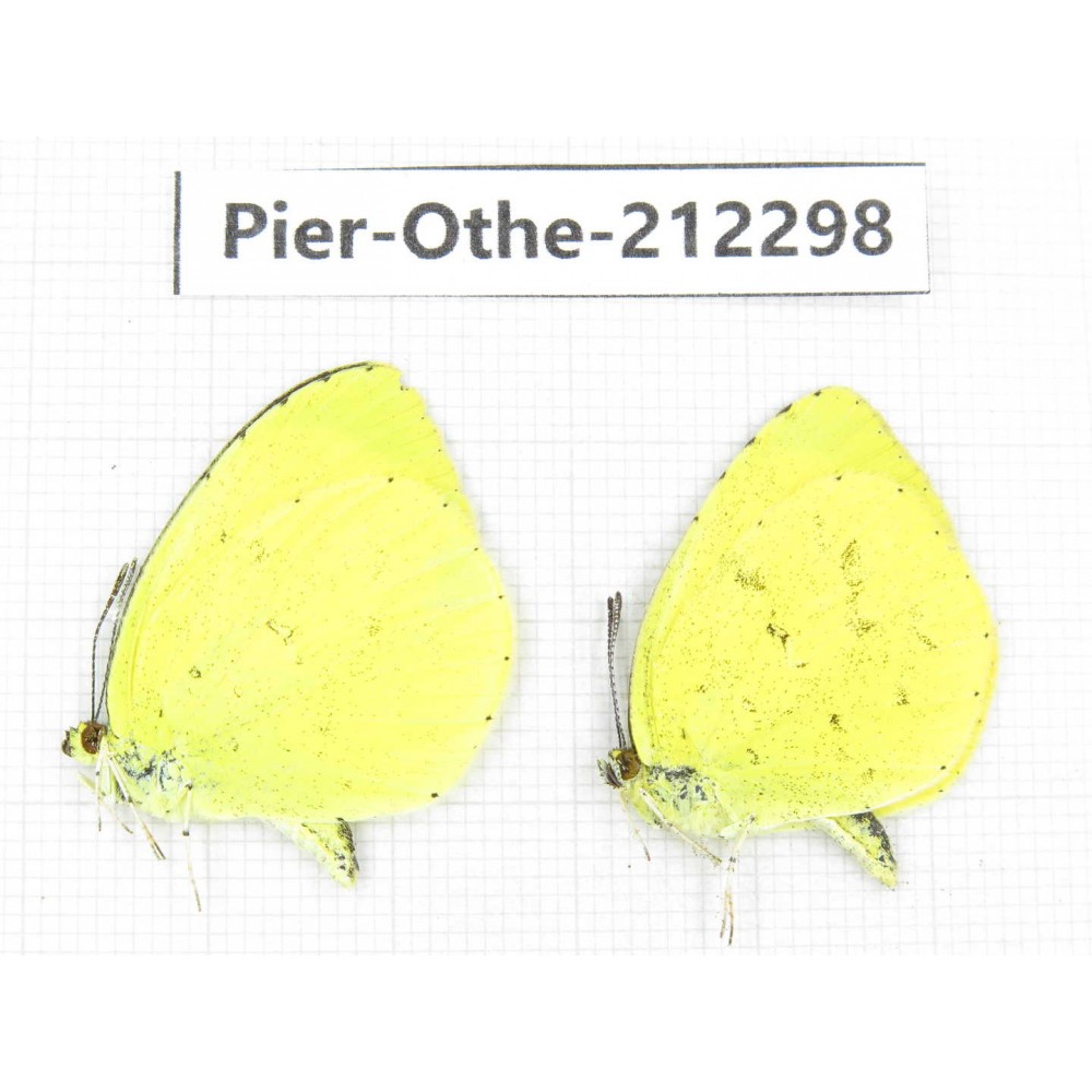 Eurema sp. China, Yunnan, Nujiang, N of Mt.Biluoxueshan. 2M. Pier-Othe-212298.
