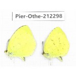 Eurema sp. China, Yunnan, Nujiang, N of Mt.Biluoxueshan. 2M. Pier-Othe-212298.