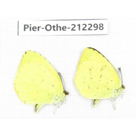 Eurema sp. China, Yunnan, Nujiang, N of Mt.Biluoxueshan. 2M. Pier-Othe-212298.