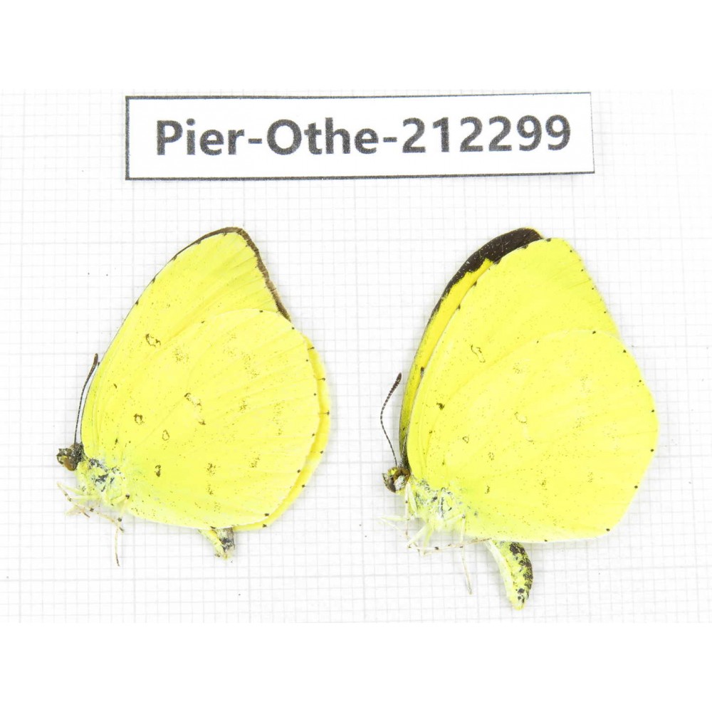 Eurema sp. China, Yunnan, Nujiang, N of Mt.Biluoxueshan. 2M. Pier-Othe-212299.