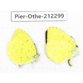 Eurema sp. China, Yunnan, Nujiang, N of Mt.Biluoxueshan. 2M. Pier-Othe-212299.