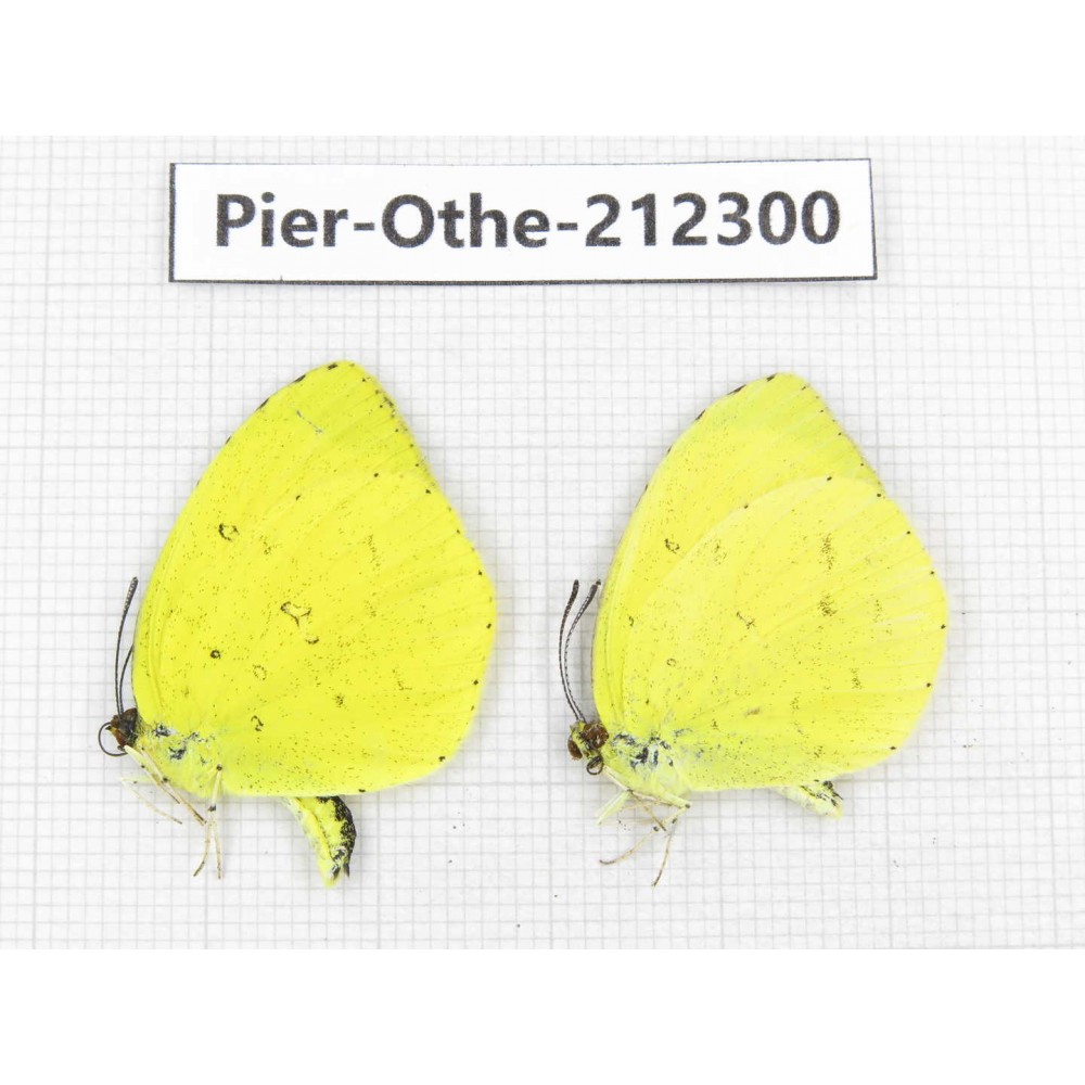 Eurema sp. China, Yunnan, Nujiang, N of Mt.Biluoxueshan. 2M. Pier-Othe-212300.