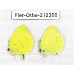 Eurema sp. China, Yunnan, Nujiang, N of Mt.Biluoxueshan. 2M. Pier-Othe-212300.