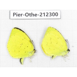 Eurema sp. China, Yunnan, Nujiang, N of Mt.Biluoxueshan. 2M. Pier-Othe-212300.