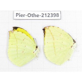 Dercas lycorias ssp. China, Yunnan, Nujiang, N of Mt.Biluoxueshan. 2M. Pier-Othe-212398.