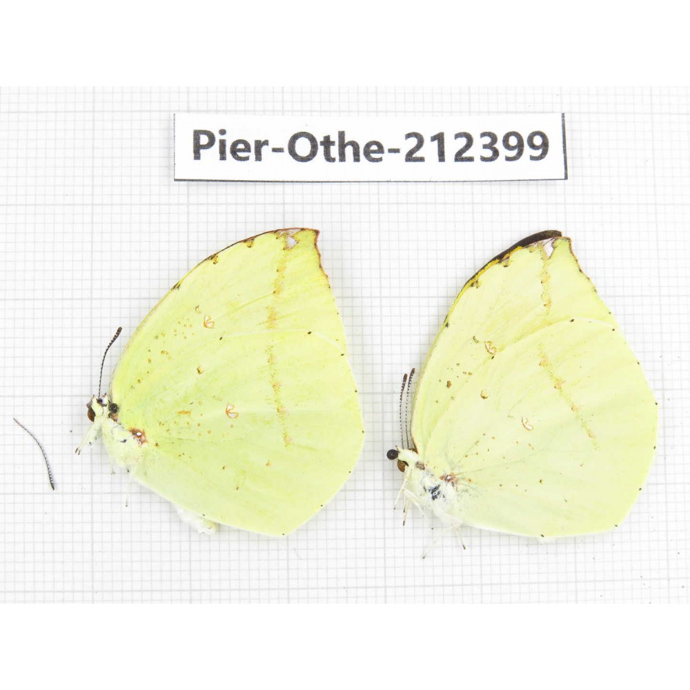 Dercas lycorias ssp. China, Yunnan, Nujiang, N of Mt.Biluoxueshan. 2M. Pier-Othe-212399.