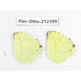 Dercas lycorias ssp. China, Yunnan, Nujiang, N of Mt.Biluoxueshan. 2M. Pier-Othe-212399.