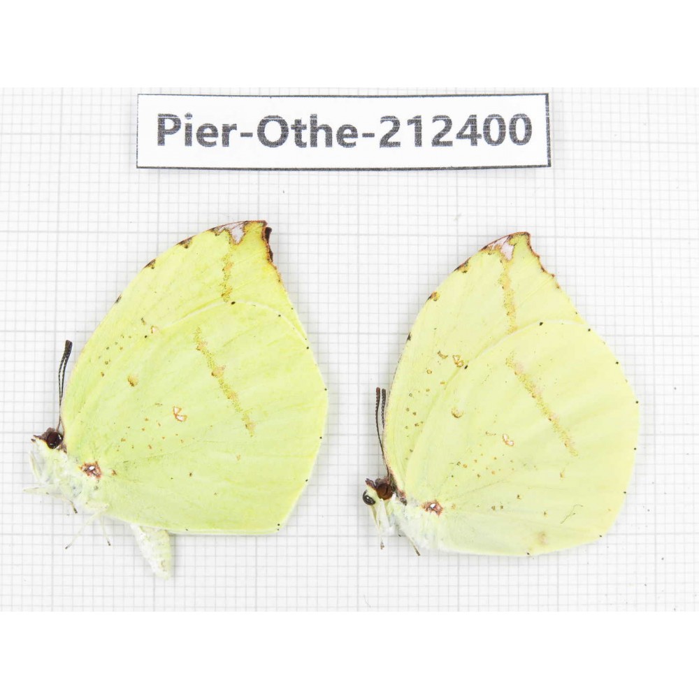 Dercas lycorias ssp. China, Yunnan, Nujiang, N of Mt.Biluoxueshan. 2M. Pier-Othe-212400.