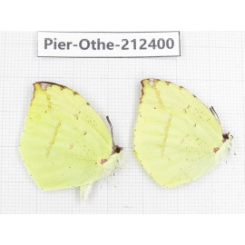 Dercas lycorias ssp. China, Yunnan, Nujiang, N of Mt.Biluoxueshan. 2M. Pier-Othe-212400.