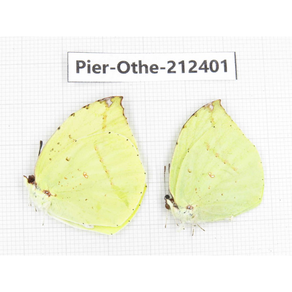 Dercas lycorias ssp. China, Yunnan, Nujiang, N of Mt.Biluoxueshan. 2M. Pier-Othe-212401.