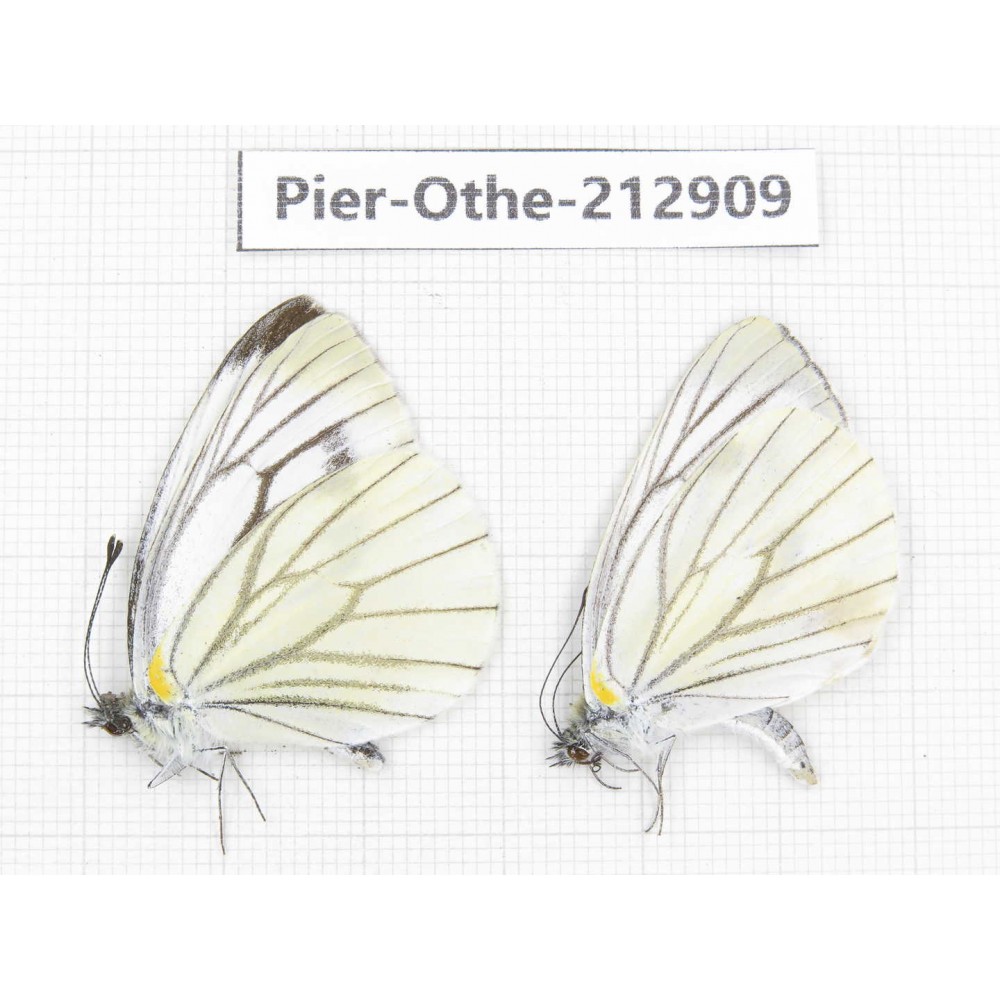 Pieris malete ssp. China, Yunnan, Nujiang, N of Mt.Biluoxueshan.2M. Pier-Othe-212909.