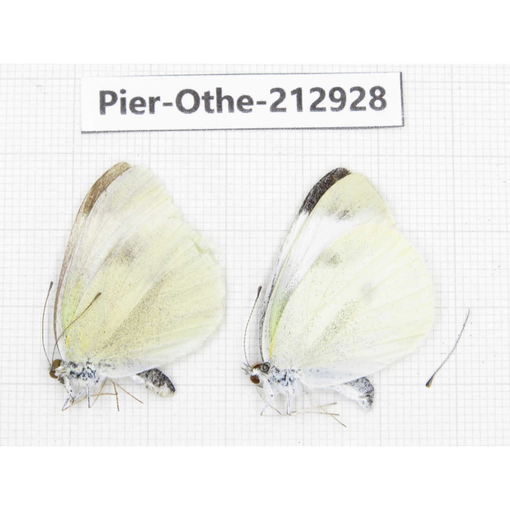 Pieris rapae ssp. China, Yunnan, Nujiang, N of Mt.Biluoxueshan.2M. Pier-Othe-212928.