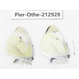 Pieris rapae ssp. China, Yunnan, Nujiang, N of Mt.Biluoxueshan.2M. Pier-Othe-212928.