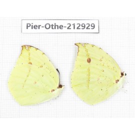 Dercas lycorias ssp. China, Yunnan, Nujiang, N of Mt.Biluoxueshan.2M. Pier-Othe-212929.