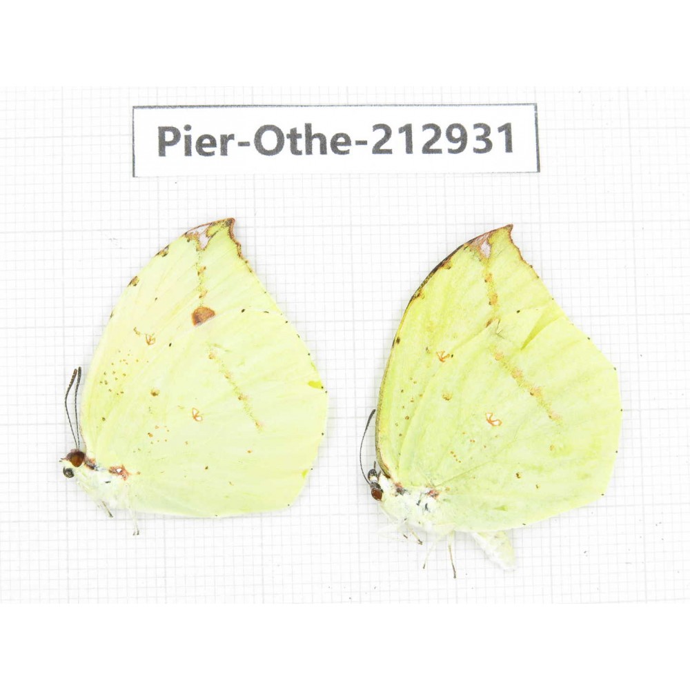 Dercas lycorias ssp. China, Yunnan, Nujiang, N of Mt.Biluoxueshan.2M. Pier-Othe-212931.
