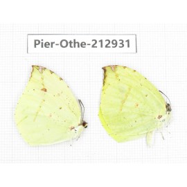 Dercas lycorias ssp. China, Yunnan, Nujiang, N of Mt.Biluoxueshan.2M. Pier-Othe-212931.