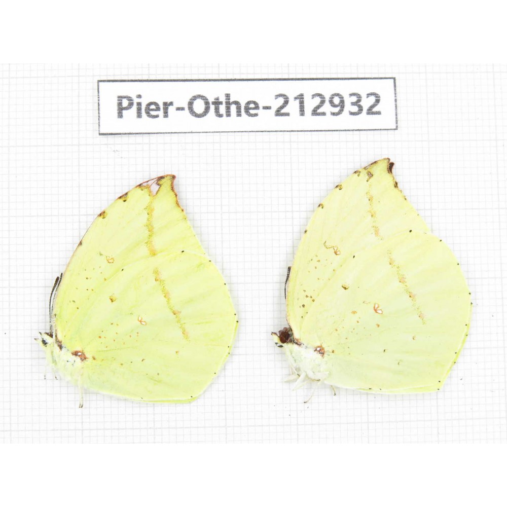 Dercas lycorias ssp. China, Yunnan, Nujiang, N of Mt.Biluoxueshan.2M. Pier-Othe-212932.