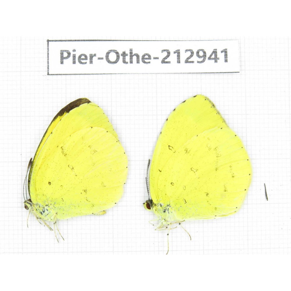 Eurema sp. China, Yunnan, Nujiang, N of Mt.Biluoxueshan.2M. Pier-Othe-212941.