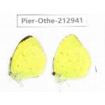 Eurema sp. China, Yunnan, Nujiang, N of Mt.Biluoxueshan.2M. Pier-Othe-212941.