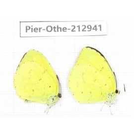Eurema sp. China, Yunnan, Nujiang, N of Mt.Biluoxueshan.2M. Pier-Othe-212941.