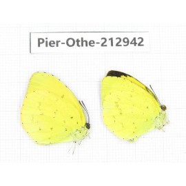 Eurema sp. China, Yunnan, Nujiang, N of Mt.Biluoxueshan.2M. Pier-Othe-212942.