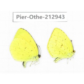 Eurema sp. China, Yunnan, Nujiang, N of Mt.Biluoxueshan.2M. Pier-Othe-212943.