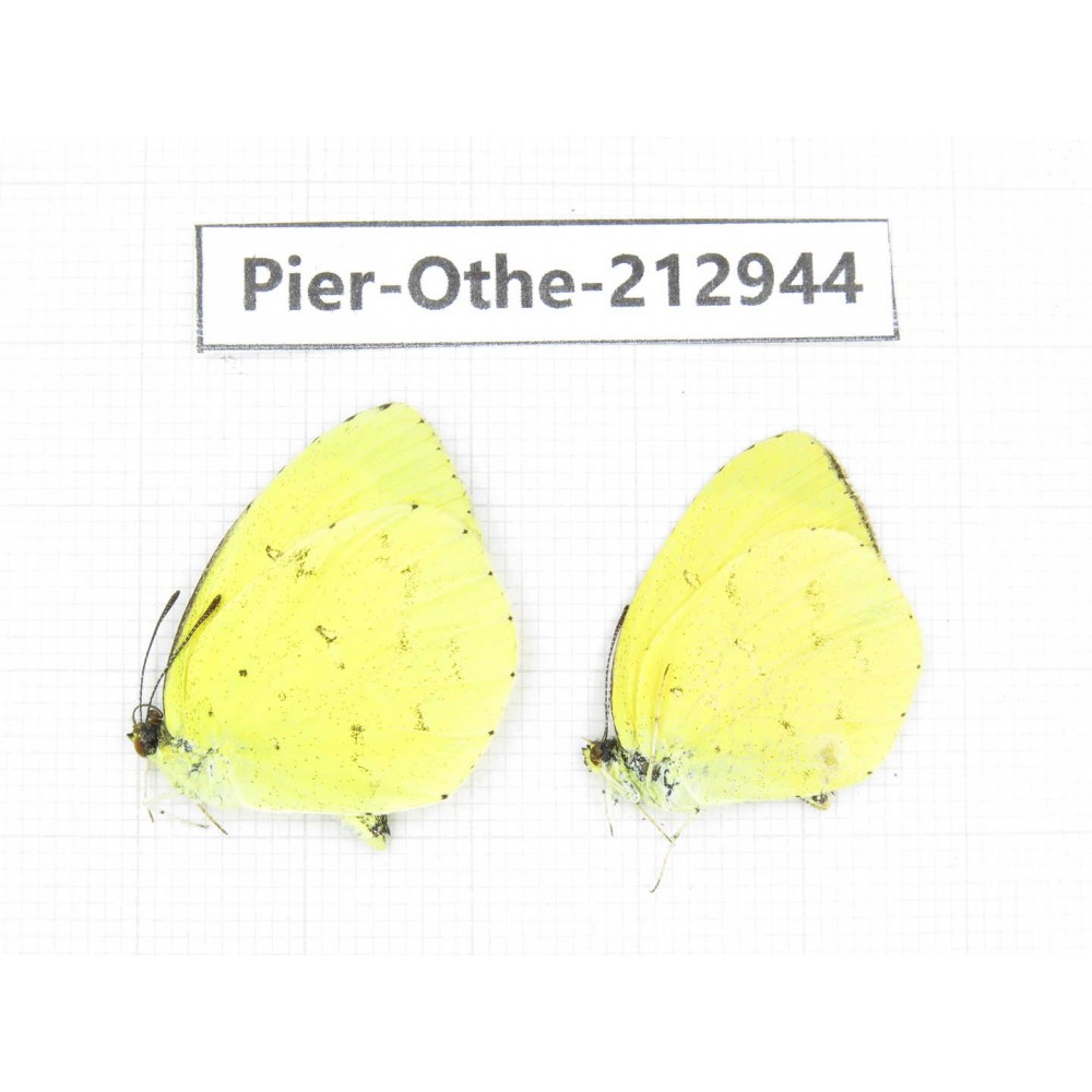 Eurema sp. China, Yunnan, Nujiang, N of Mt.Biluoxueshan.2M. Pier-Othe-212944.