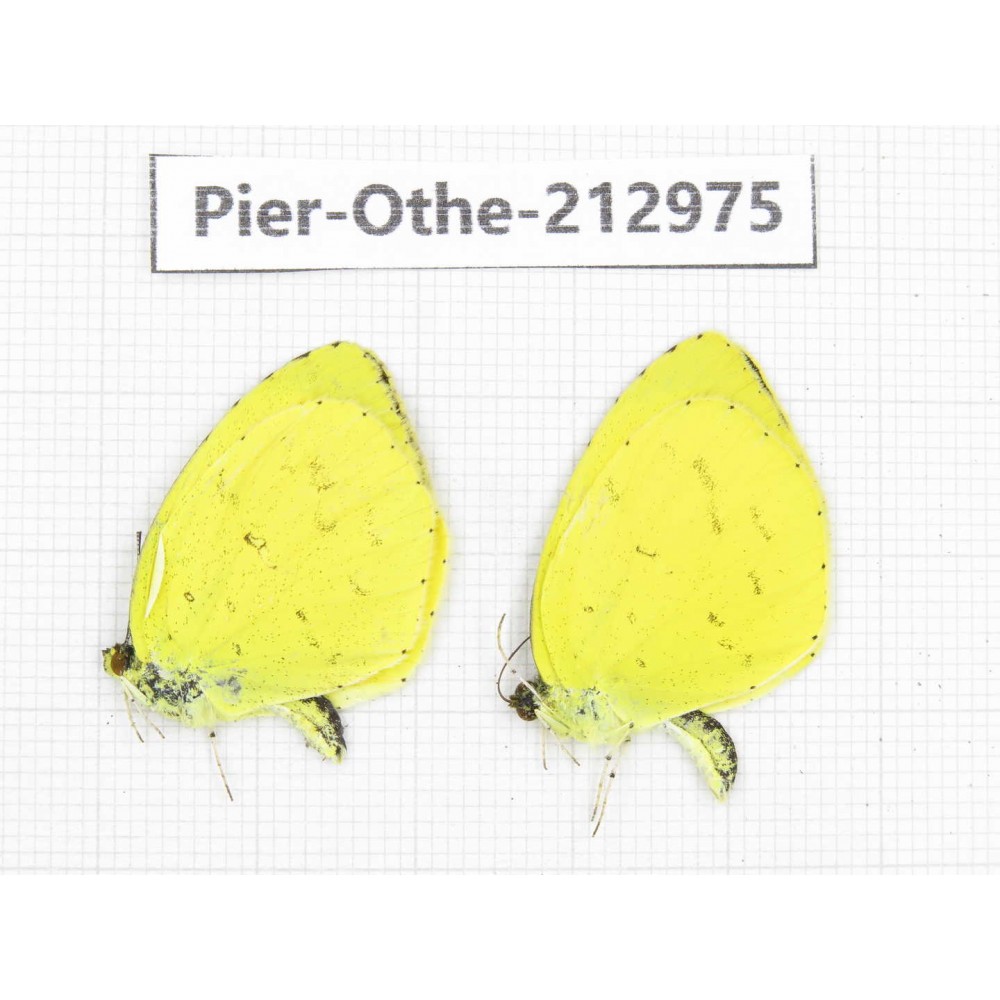 Eurema sp. China, Yunnan, Nujiang, N of Mt.Biluoxueshan.2M. Pier-Othe-212975.