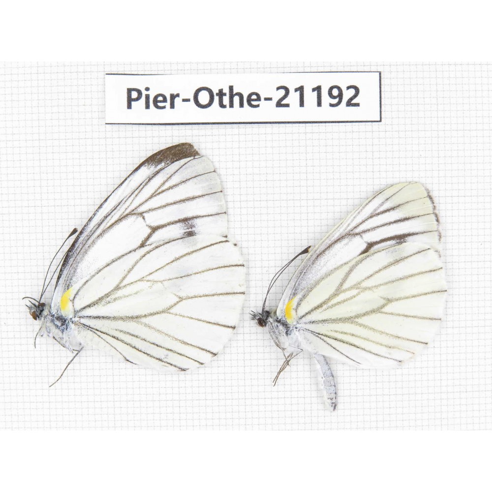 Pieris malete ssp. China, Yunnan, Nujiang, N of Mt.Biluoxueshan. 2M. Pier-Othe-21192.