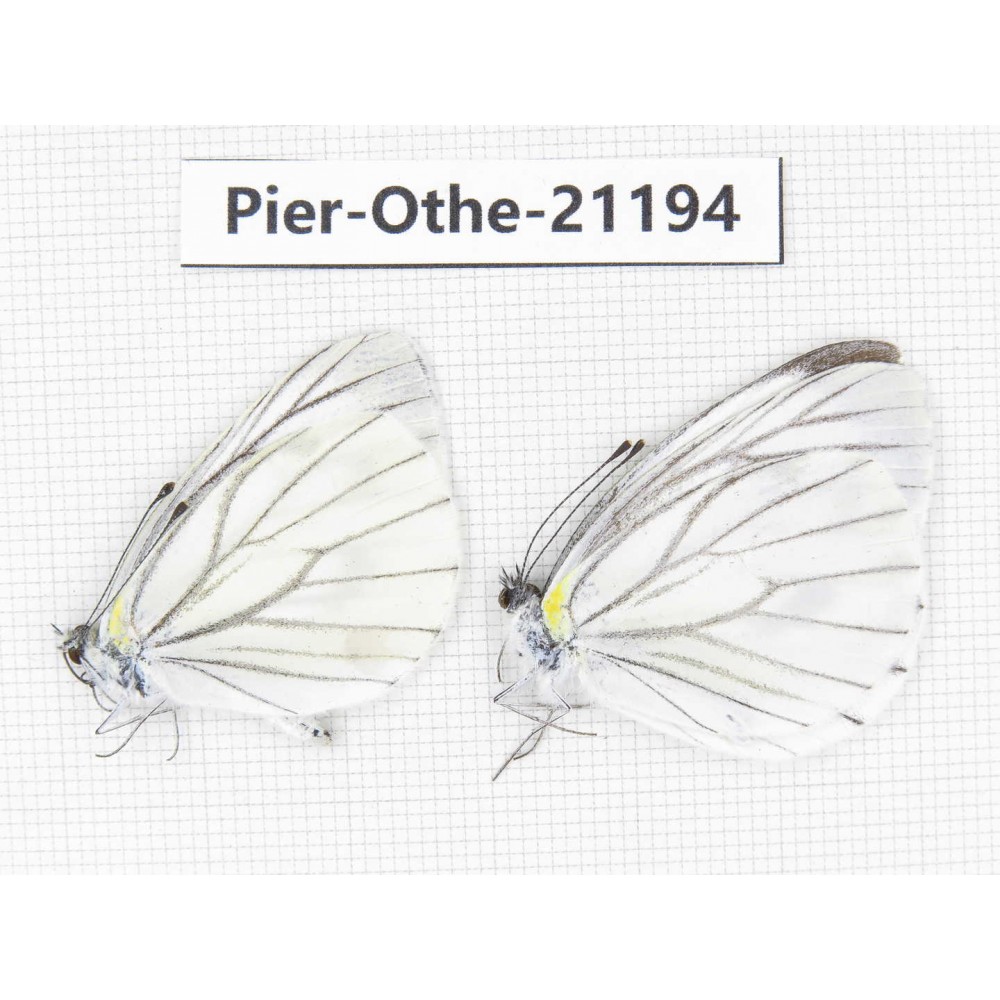Pieris malete ssp. China, Yunnan, Nujiang, N of Mt.Biluoxueshan. 2M. Pier-Othe-21194.