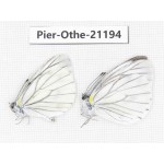 Pieris malete ssp. China, Yunnan, Nujiang, N of Mt.Biluoxueshan. 2M. Pier-Othe-21194.
