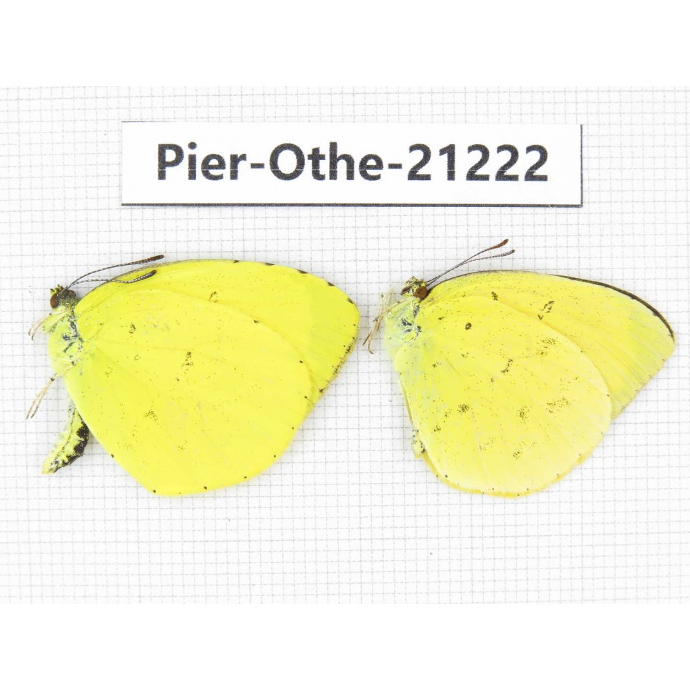 Eurema sp. China, Yunnan, Nujiang, N of Mt.Biluoxueshan. 2M. Pier-Othe-21222.