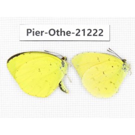 Eurema sp. China, Yunnan, Nujiang, N of Mt.Biluoxueshan. 2M. Pier-Othe-21222.