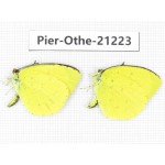 Eurema sp. China, Yunnan, Nujiang, N of Mt.Biluoxueshan. 2M. Pier-Othe-21223.