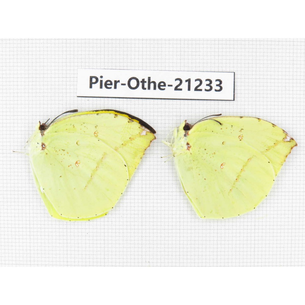Dercas lycorias ssp. China, Yunnan, Nujiang, N of Mt.Biluoxueshan. 2M. Pier-Othe-21233.