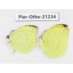 Dercas lycorias ssp. China, Yunnan, Nujiang, N of Mt.Biluoxueshan. 2M. Pier-Othe-21234.