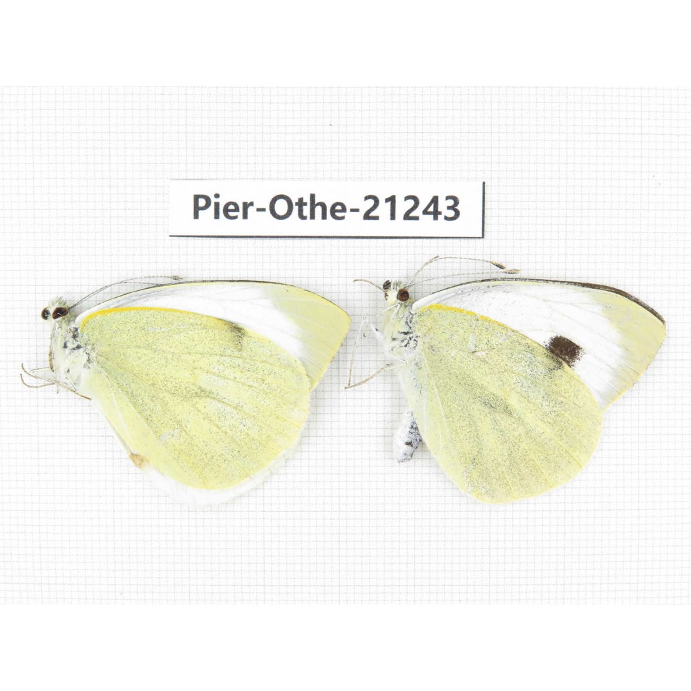 Pieris brassicae ssp. China, Yunnan, Nujiang, N of Mt.Biluoxueshan. 2M. Pier-Othe-21243.