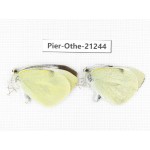 Pieris brassicae ssp. China, Yunnan, Nujiang, N of Mt.Biluoxueshan. 2M. Pier-Othe-21244.
