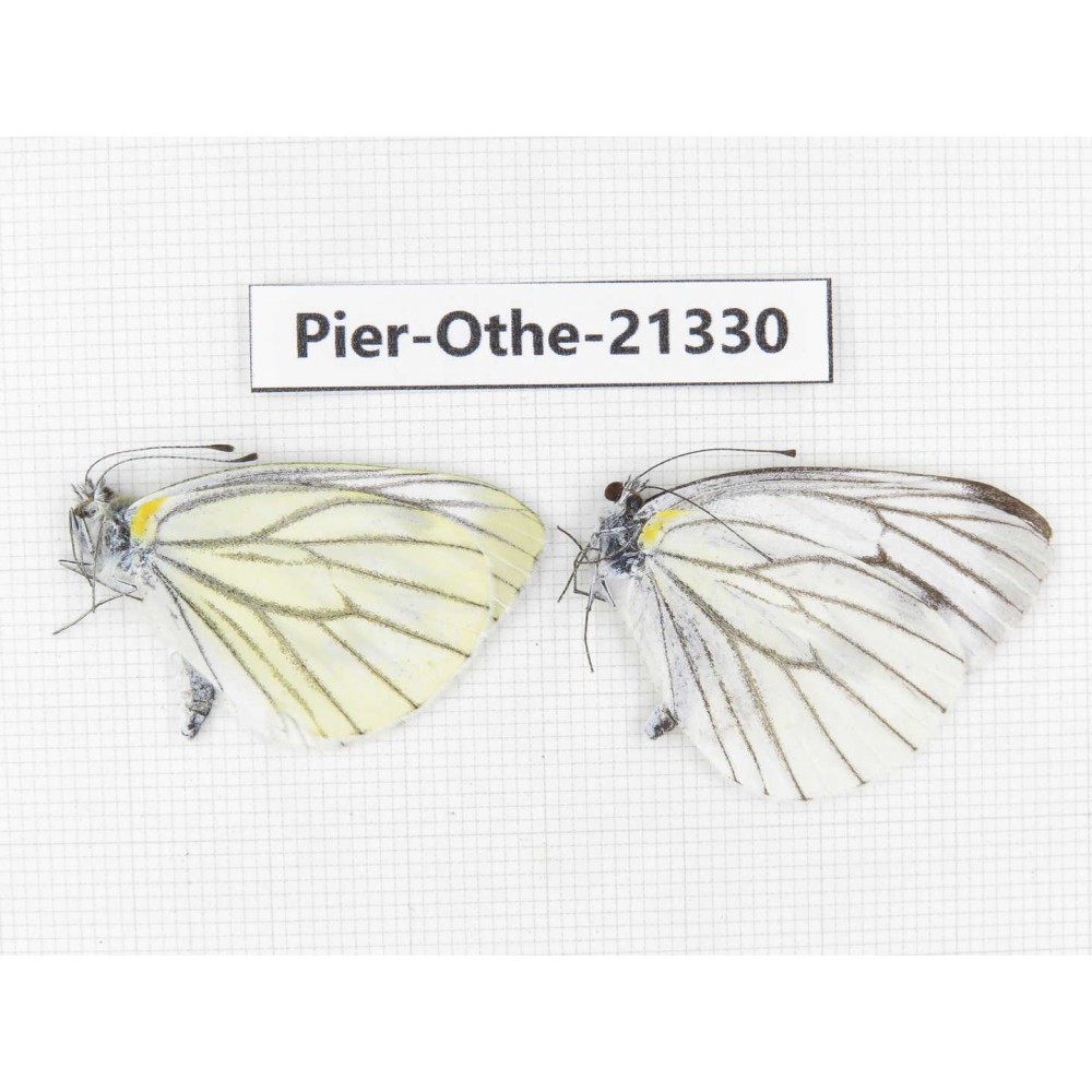 Pieris malete ssp. China, Yunnan, Xiangerila, Mt.Xiaoxueshan. 2M. Pier-Othe-21330.