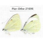 Pieris brassicae ssp. China, Yunnan, Xiangerila, S of Weixi county. 1P. Pier-Othe-21696.