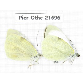 Pieris brassicae ssp. China, Yunnan, Xiangerila, S of Weixi county. 1P. Pier-Othe-21696.