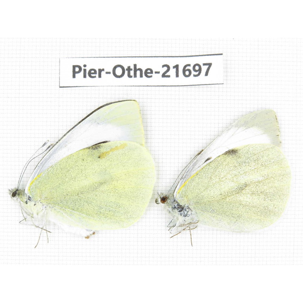 Pieris brassicae ssp. China, Yunnan, Xiangerila, S of Weixi county. 1P. Pier-Othe-21697.