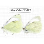 Pieris brassicae ssp. China, Yunnan, Xiangerila, S of Weixi county. 1P. Pier-Othe-21697.