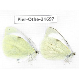 Pieris brassicae ssp. China, Yunnan, Xiangerila, S of Weixi county. 1P. Pier-Othe-21697.