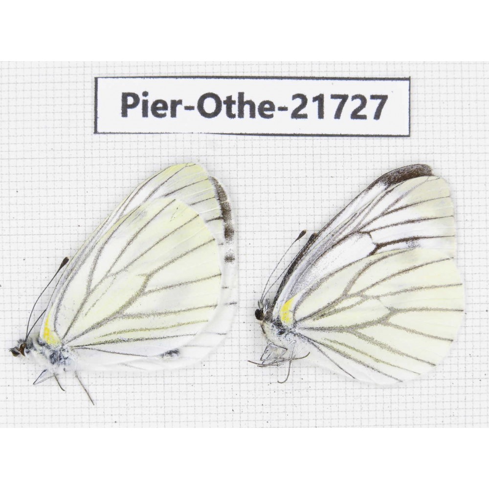 Pieris malete ssp. China, Yunnan, Xiangerila, S of Weixi county. 2M. Pier-Othe-21727.