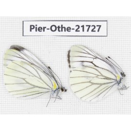 Pieris malete ssp. China, Yunnan, Xiangerila, S of Weixi county. 2M. Pier-Othe-21727.