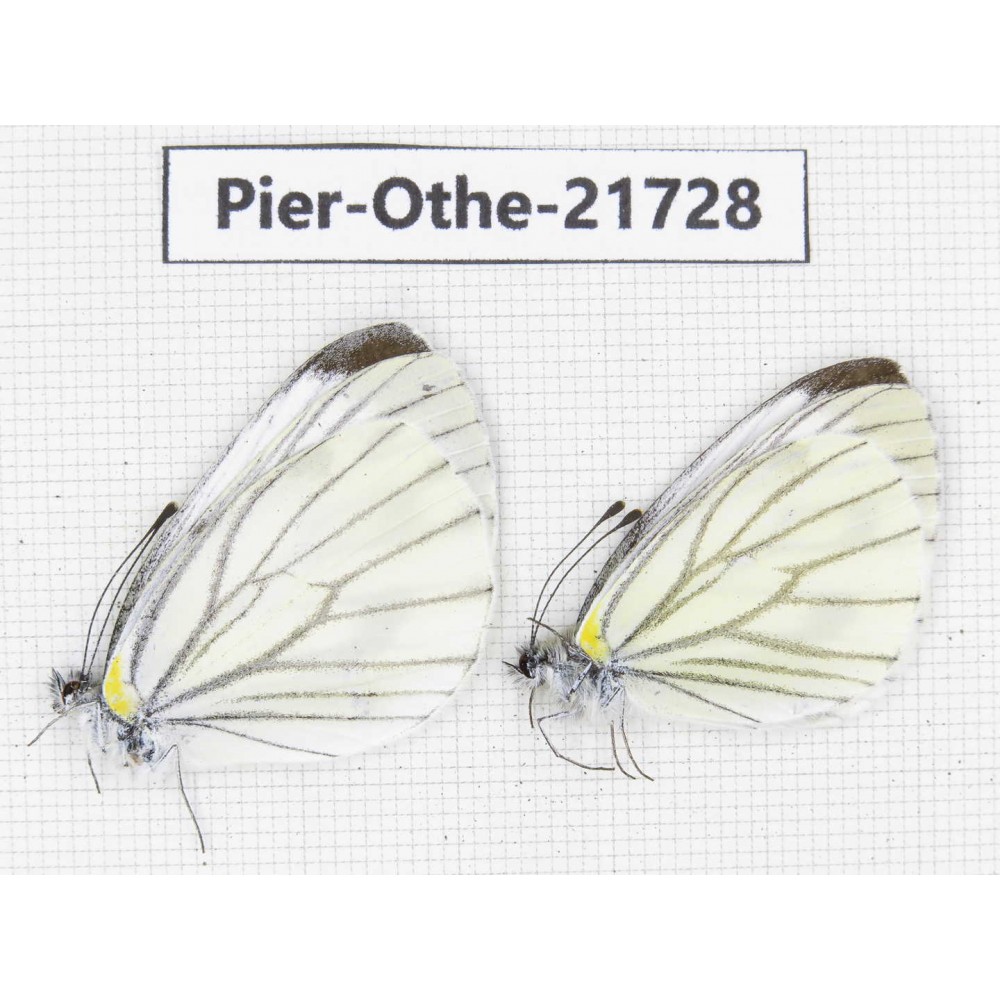 Pieris malete ssp. China, Yunnan, Xiangerila, S of Weixi county. 2M. Pier-Othe-21728.