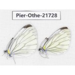 Pieris malete ssp. China, Yunnan, Xiangerila, S of Weixi county. 2M. Pier-Othe-21728.