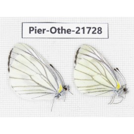 Pieris malete ssp. China, Yunnan, Xiangerila, S of Weixi county. 2M. Pier-Othe-21728.