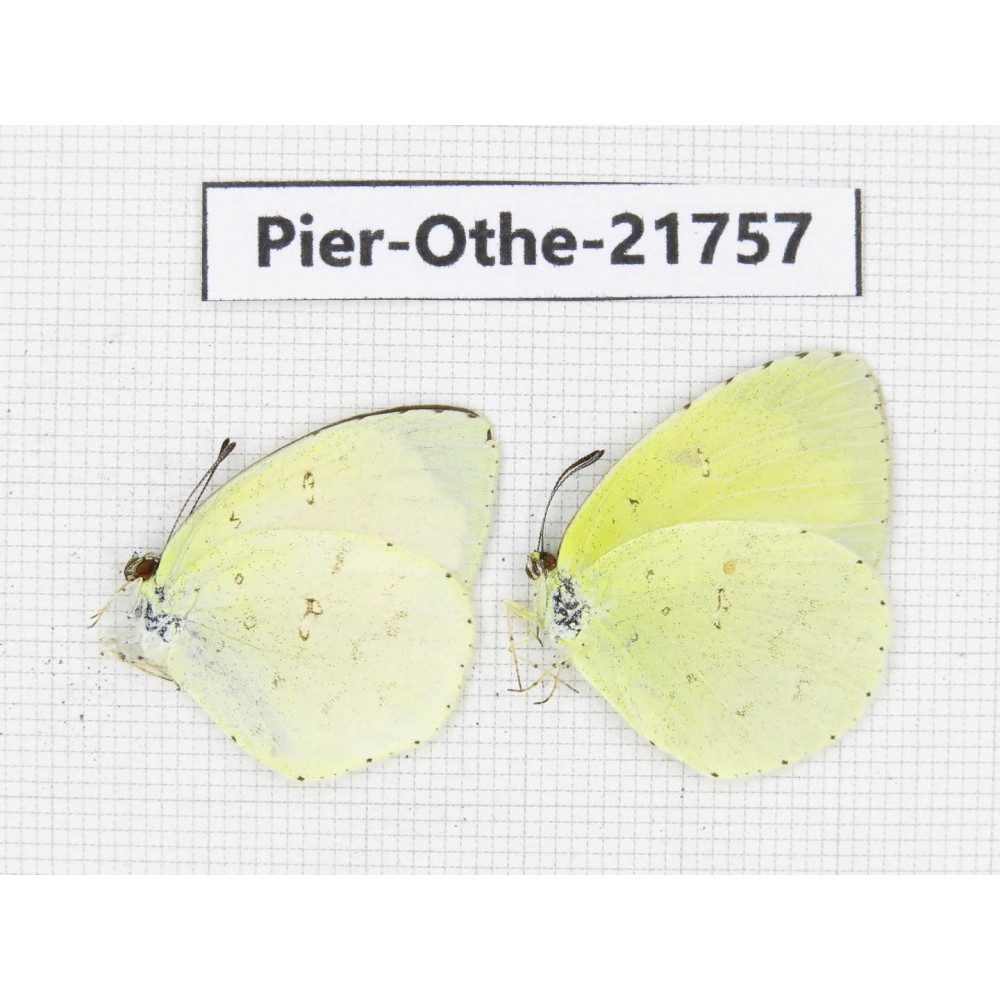 Eurema sp. China, Yunnan, Xiangerila, S of Weixi county. 2M. Pier-Othe-21757.